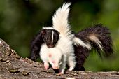 Skunk mom with her albino baby