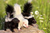 3 baby skunks -- 2 regular & 1 albino -- on a log
