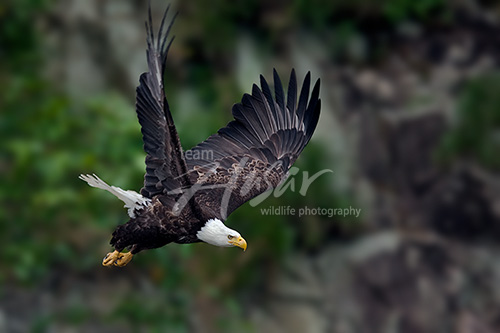 Bald eagle taking flight from a cliff Alaska Peninsula