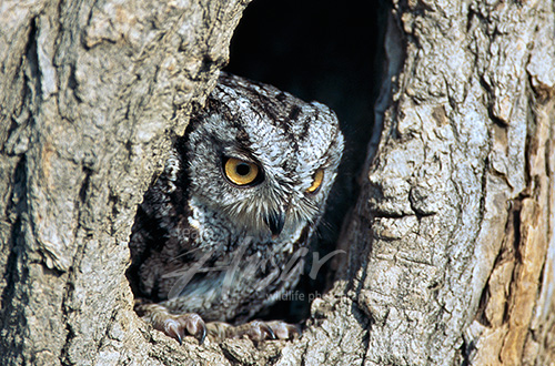 Gray screech owl in a tree hollow Wisconsin