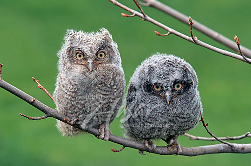 Pair of fledgling screech owls on a branch Wisconsin *