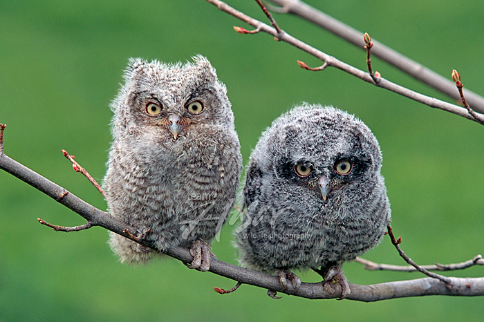Pair of fledgling screech owls on a branch