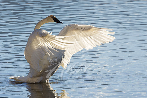 Trumpeter swan flapping its wings Grand Teton National Park, Wyoming