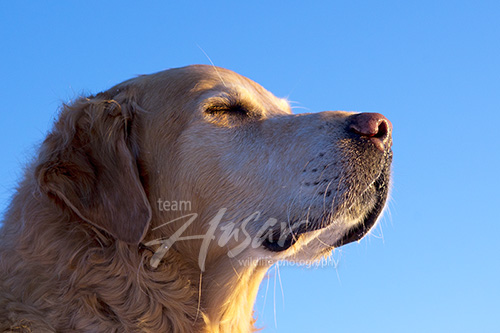 Golden retriever with his face turned towards the sun Wisconsin