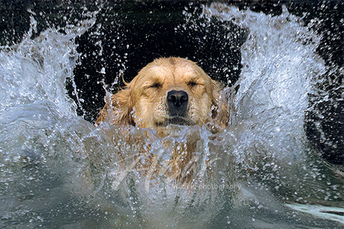 Golden retriever making a huge splash as she jumps in a lake Wisconsin