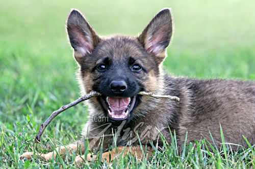 German shepherd puppy chewing on a stick Wisconsin