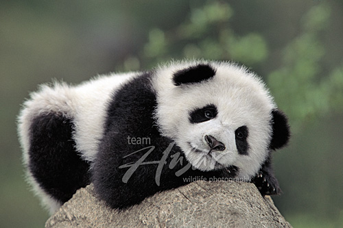 Panda cub resting on top of an old tree Wolong Nature Reserve, Sichuan, China *