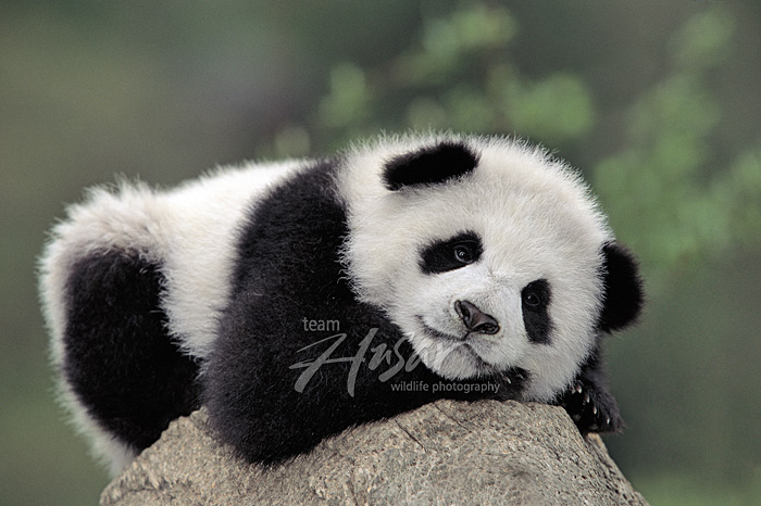 Panda cub resting on top of an old tree