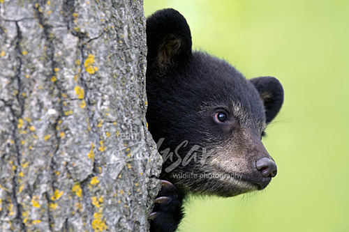 Black bear cub peeking around a tree trunk Minnesota *