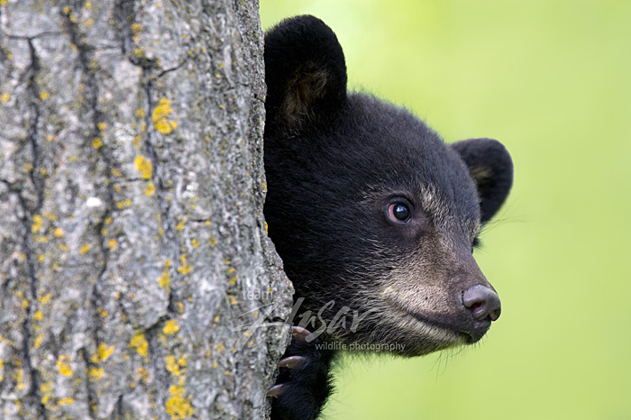 Black bear cub peeking around a tree trunk