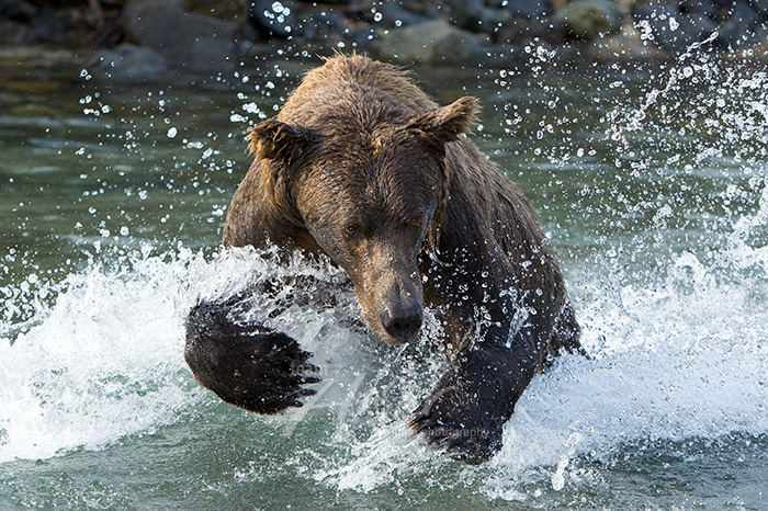 Brown bear fishing for salmon