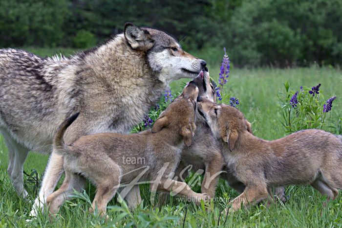Three wolf pups greeting their mother