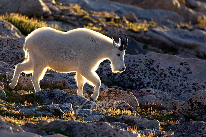 Mt. goat walking down a rocky hillside at sunset