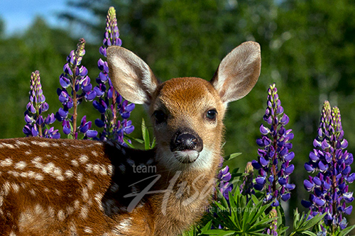 Whitetail fawn in lupine Minnesota *
