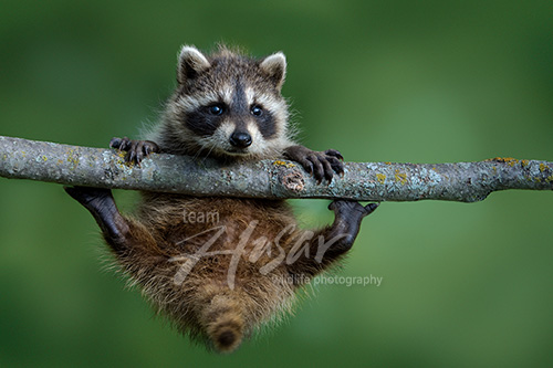 Baby raccoon in a tree Minnesota *