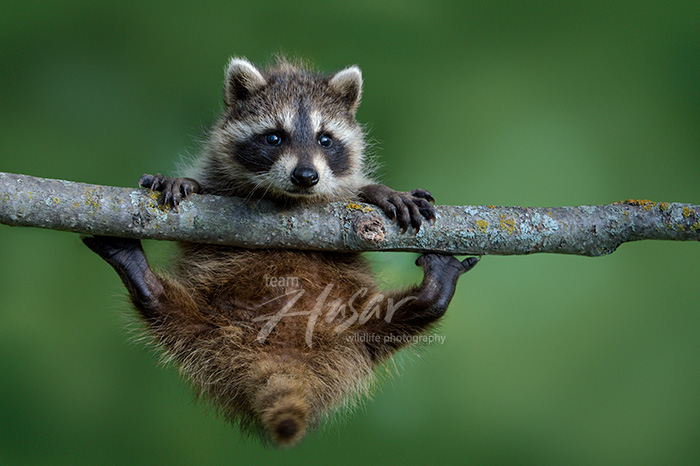 Baby raccoon in a tree