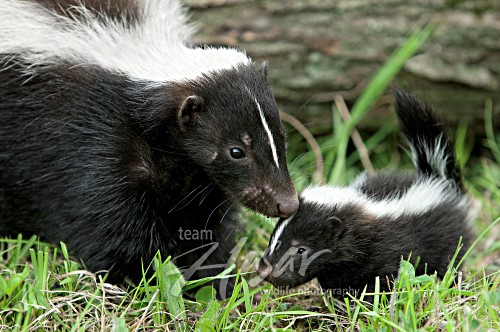 1000+ images about Skunks on Pinterest | Respiratory system, Pets and ...